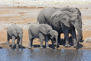 Elefanten am Wasserloch Chodob im Etosha Nationalpark (Namibia)