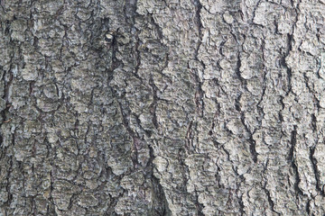 aspen bark, texture