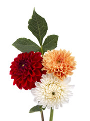 Red, orange and white dahlia flowers with leaves isolated on white background