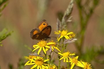 English Country Butterfly on a yellow flower