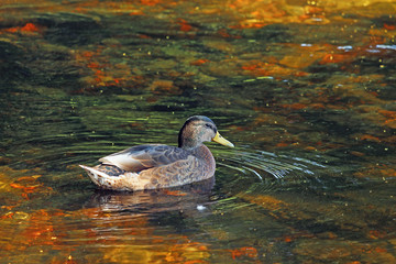 duck floating on the pond, picking up ripples on the water