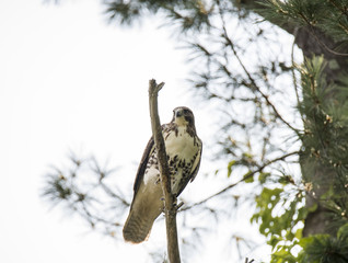 Red-tailed hawk