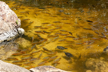 Mayan Cichlid (Mayaheros urophthalmus) school of fish with turtles, multiple in lake - Florida, USA