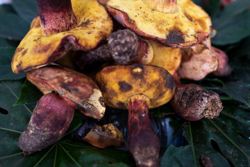 A variety of wild edible fungi with soil