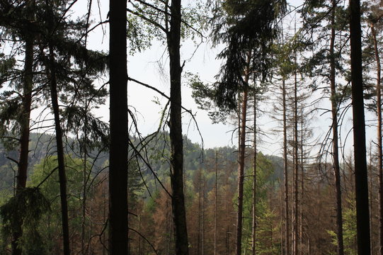 Baumlandschaft