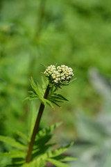 Valerian