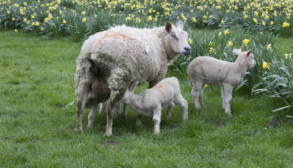 Spring Lamb feeding from its mother