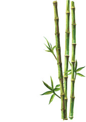 Green bamboo plants isolated on white background - obrazy, fototapety, plakaty