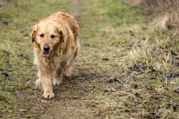 old golden retriever dog