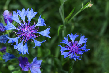Blaue Kornblume, Centaurea cyanus
