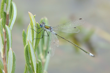 Dragonfly