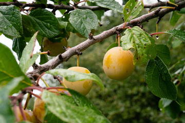 Yellow plums