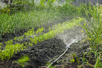 The garden blurred background, garden beds, pour the water