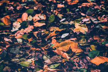 allen green and dry yellow leaves on the ground because of autumn early frosts