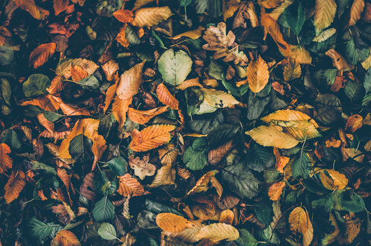 Autumn leaves yellow and green. Fall season background
