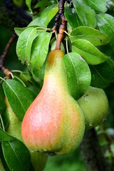 Reife Birnen am Baum nach einem Regenschauer