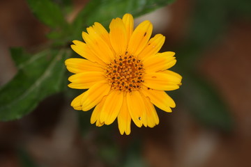 yellow flower