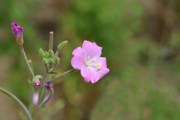 Obraz premium Great hairy willowherb