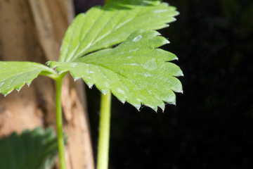 Strawberry Plant Leaf