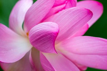 Fototapeta premium closeup of lotus flower blossom at Kenilworth Acquatic garden in Washington DC USA