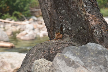 Obraz premium Squirrel having a snack