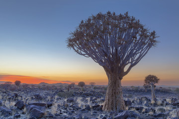 Quiver tree at day break