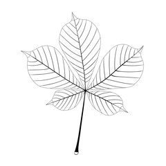 Contour chestnut leaf isolated on a white background. Autumn element for your design. Monochrome vector illustration.