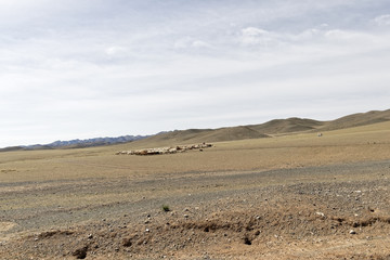 Mongolia - crossing a herd of goats and sheep through the Gobi desert.