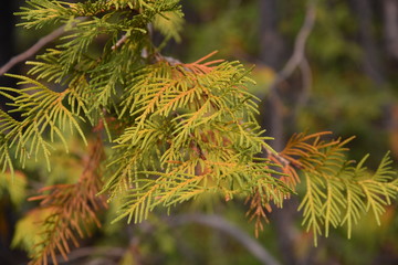Closeup of evergreen