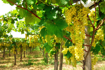 Vineyard with bunche of ripe grape