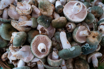 A variety of wild edible fungi with soil
