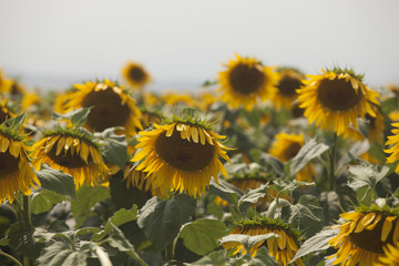 Colorful sunflower field and wind
