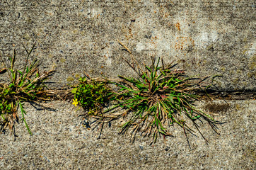 Closeup view of live weeds in a cement driveway crack
