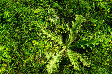 Prickly, spiky weed on a lawn