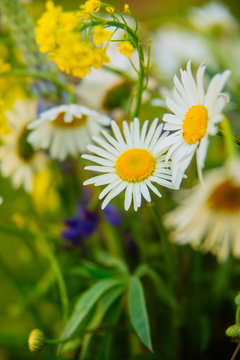 Fototapeta Natural background of daisies on green background
