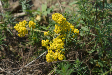 Yellow bedstraw