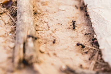 Ants in a row walking looking for food.