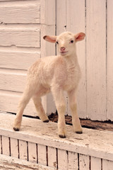 Spring white lamb standing by white barn door