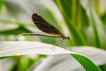 dragonfly in corn field