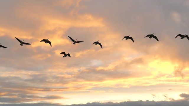 Graceful Geese Flying in Slow Motion against fast moving clouds