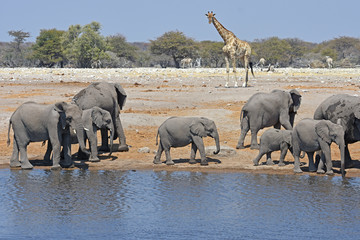 Elefantenherde (loxodonta africana) im Wasserloch Chudob im Etosha Nationalpark in Namibia