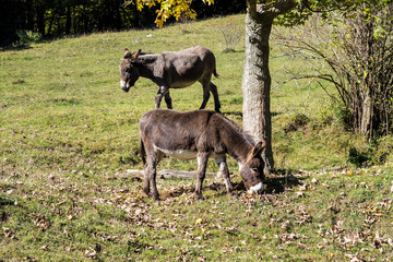 Französische Alpen - Vercor - Esel in Leoncel