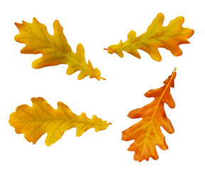 Set of yellow autumn oak leaves
