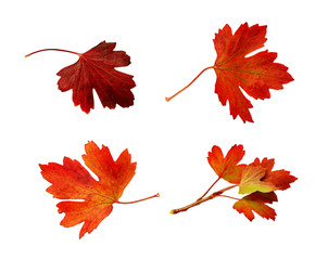 Set of red autumn oak leaves