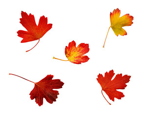 Set of red autumn oak leaves