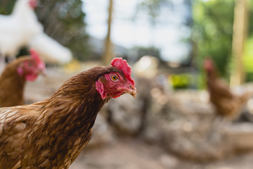 Organic chickens in their corral.