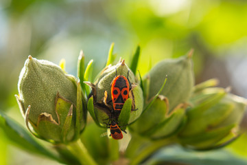 Feuerwanzen auf Knospen
