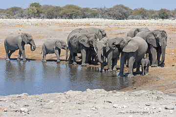 Obraz premium Elefantenherde (loxodonta africana) im Wasserloch Chudob im Etosha Nationalpark in Namibia