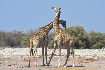 Naklejka na ściany i meble Steppengiraffen (giraffa camelopardalis) am Wasserloch Ombika im Etosha Nationalpark (Namibia)