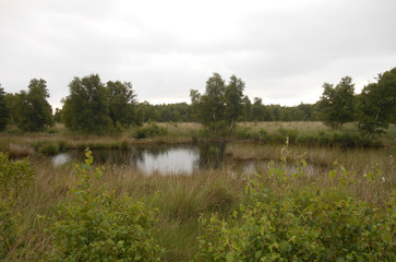 Kleiner Teich in der Wiese